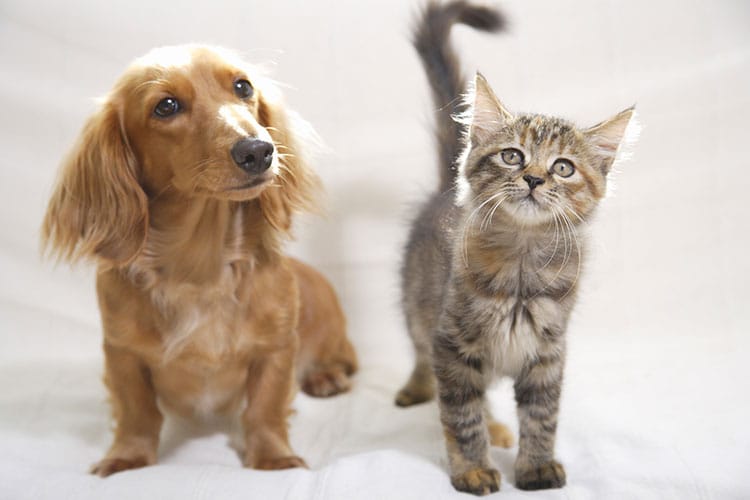 どんな犬種、猫種もお任せ! 細部までこだわった、かわいくて崩れにくいスタイルを提供しています。